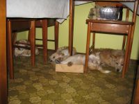 Gulintys šunys po kėdėmis